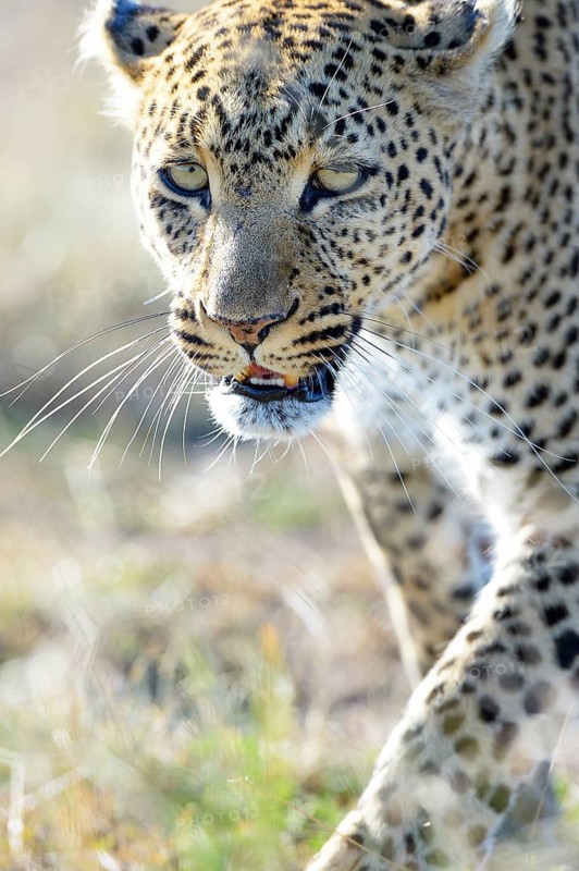Leopard (Panthera pardus)