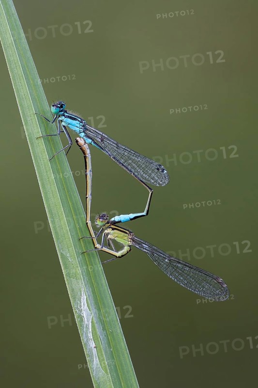 Mating wheel of the Blue-tailed Damselfly (Ischnura elegans)
