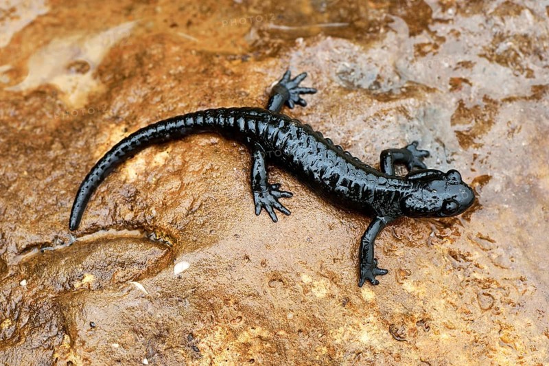 Alpine Salamander (Salamandra atra)