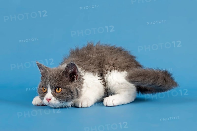 Selkirk Rex kitten