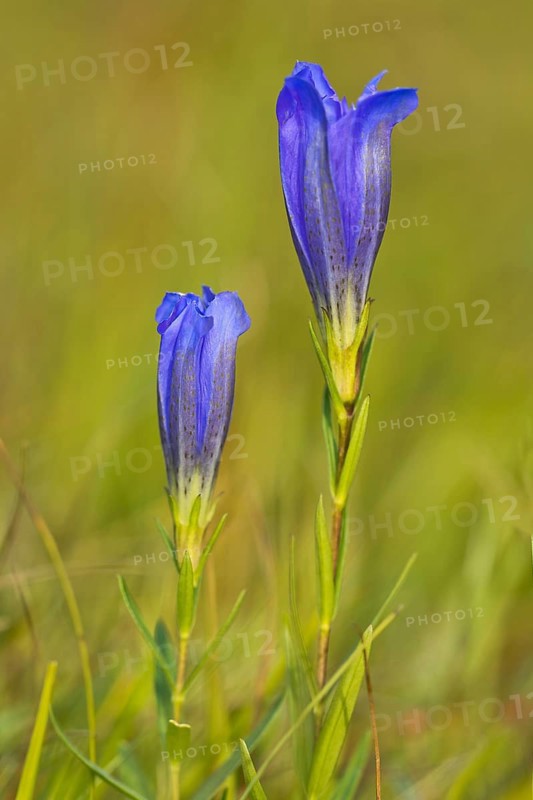 Marsh gentian (Gentiana pneumonanthe)