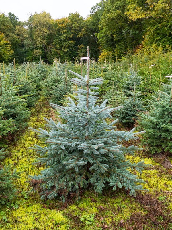 Tree nursery