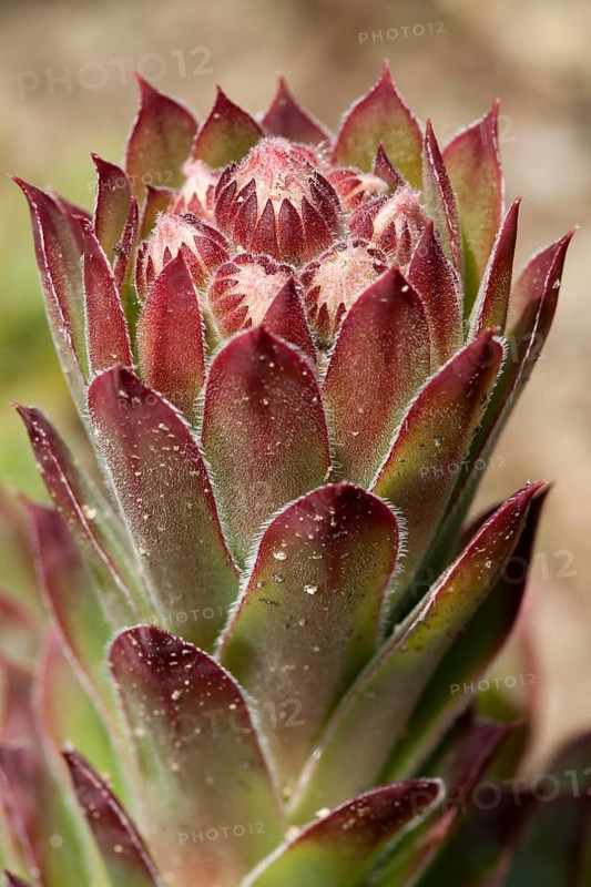 Common Houseleek (Sempervivum tectorum)