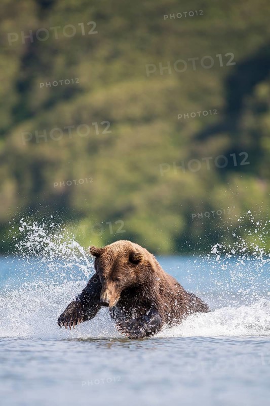 Brown bear (Ursus arctos)