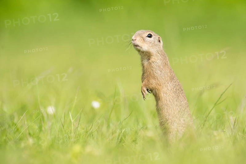 European ground squirrel (Spermophilus citellus)