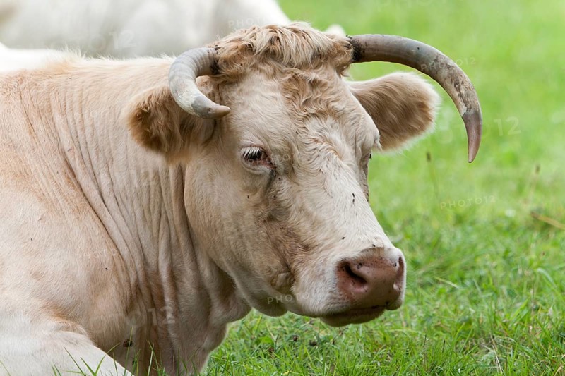Charolais cattle