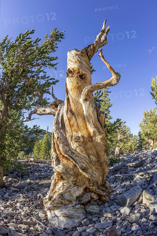 Bristlecone Pine (Pinus longaeva)