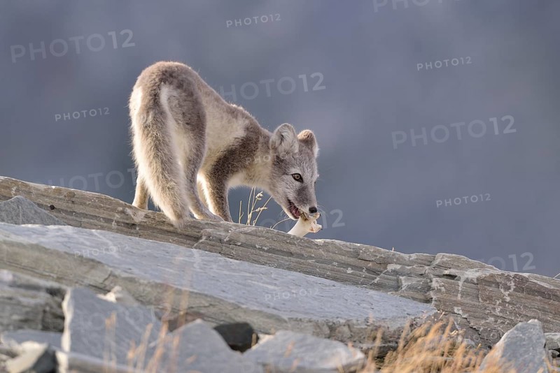 Arctic fox (Vulpes lagopus