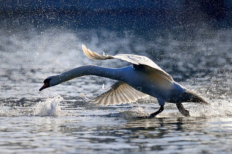 Mute Swan (Cygnus olor)