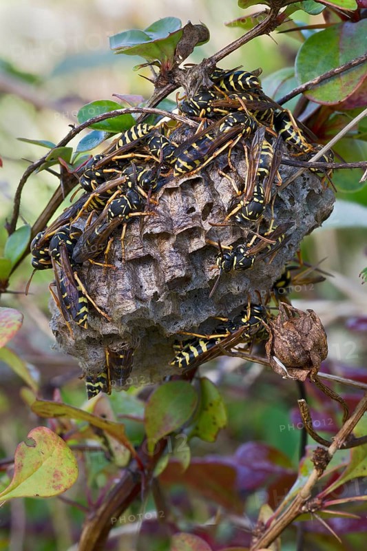 Paper Wasps (Polistes Nimpha) at nest
