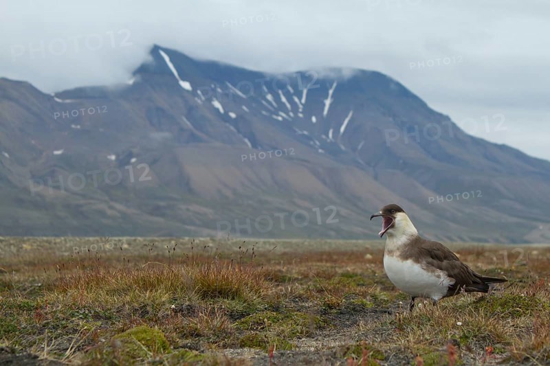 Parasitic jaeger or Arctic Skua (Stercorarius parasiticus) in front of mountain scenery with clouds