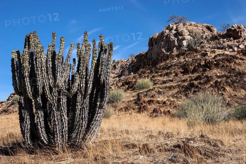 Gifboom or poision tree (Euphorbia virosa)
