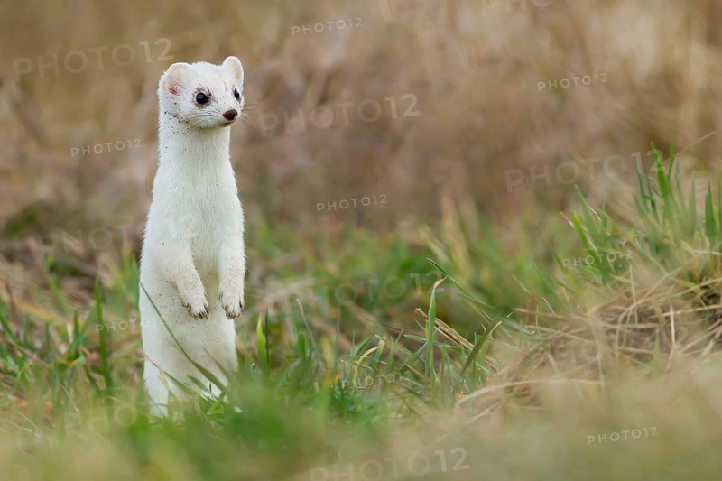 Ermine (Mustela erminea) in winter coat