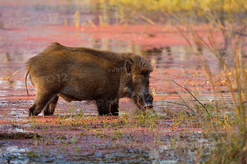 Wild Boar (Sus scrofa) feeding in the shallow azalea-covered waters of a lake