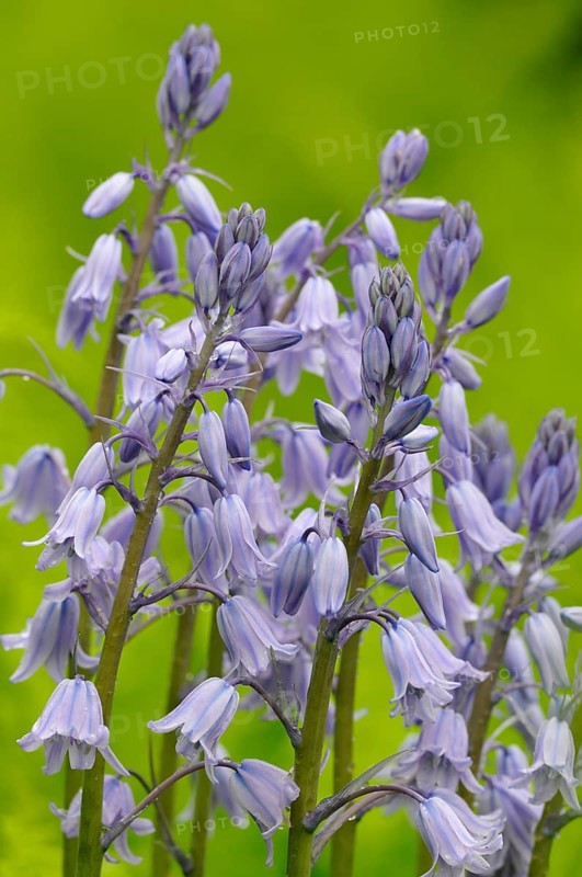 Spanish bluebell (Hyacinthoides hispanica) cultivar