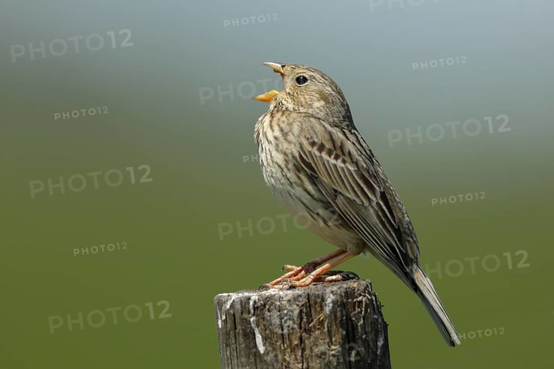 Corn bunting (Miliaria calandra)
