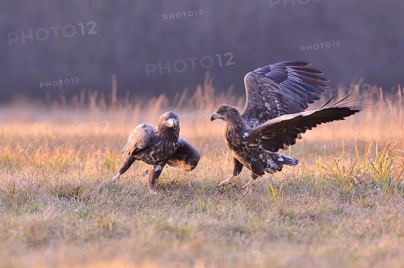 White-tailed Eagles (Haliaeetus albicilla) on an autumn meadow