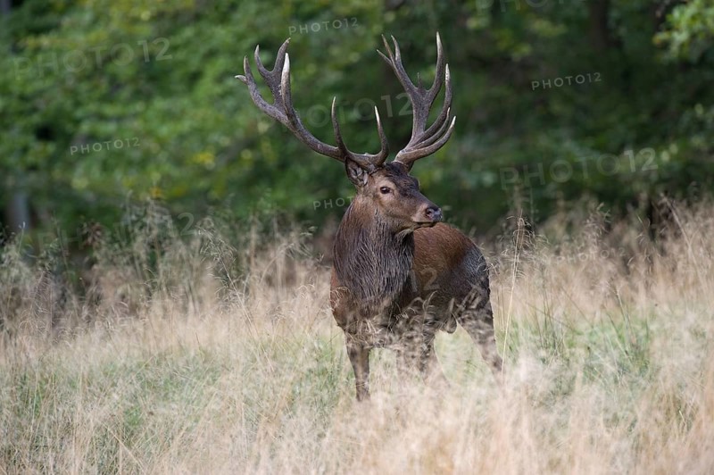 Red Deer (Cervus elaphus)