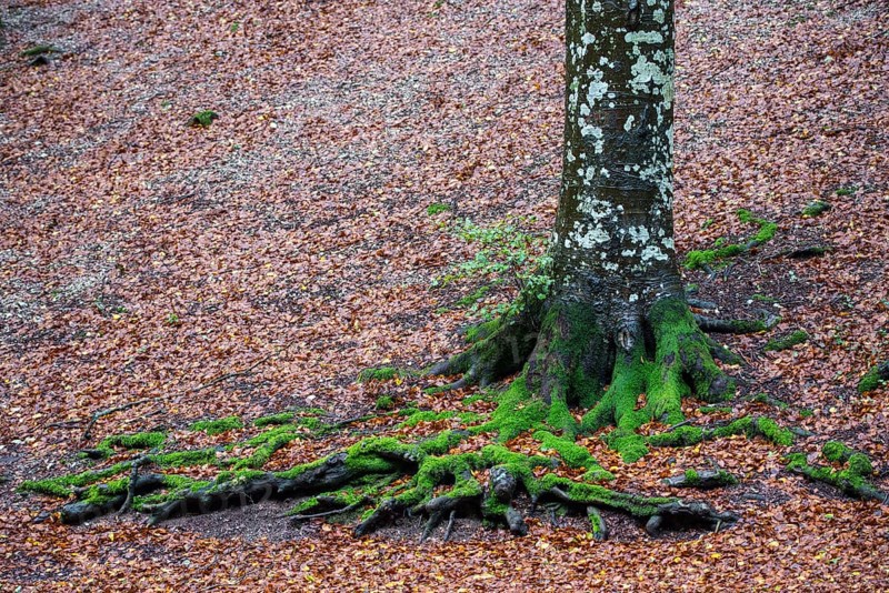 Roots of a beech tree