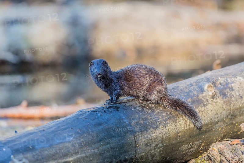 American mink (Neovison vison)
