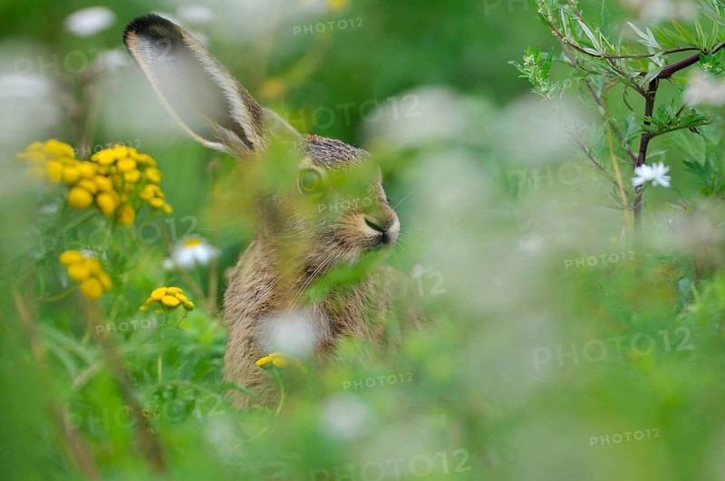 Hare (Lepus europaeus) sitting between flowers