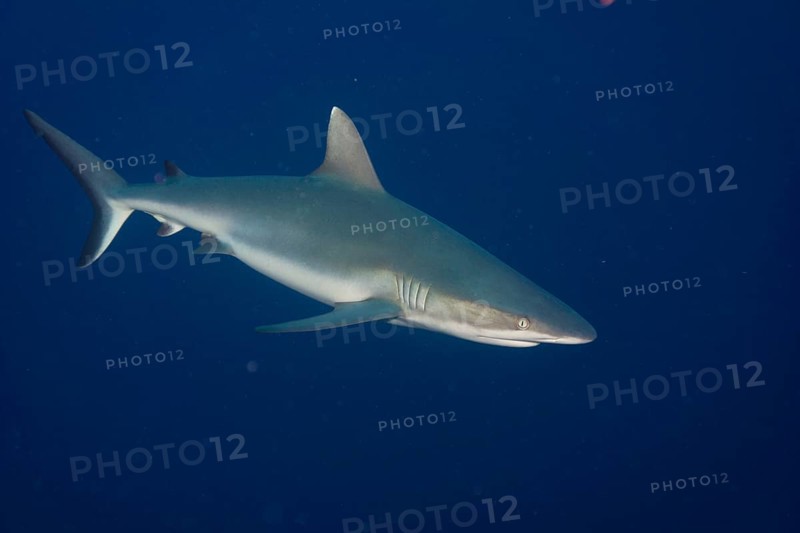 Grey Reef Shark (Carcharhinus amblyrhynchos)