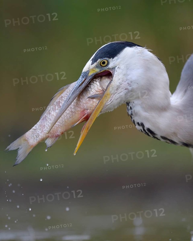Grey Heron (Ardea cinerea)