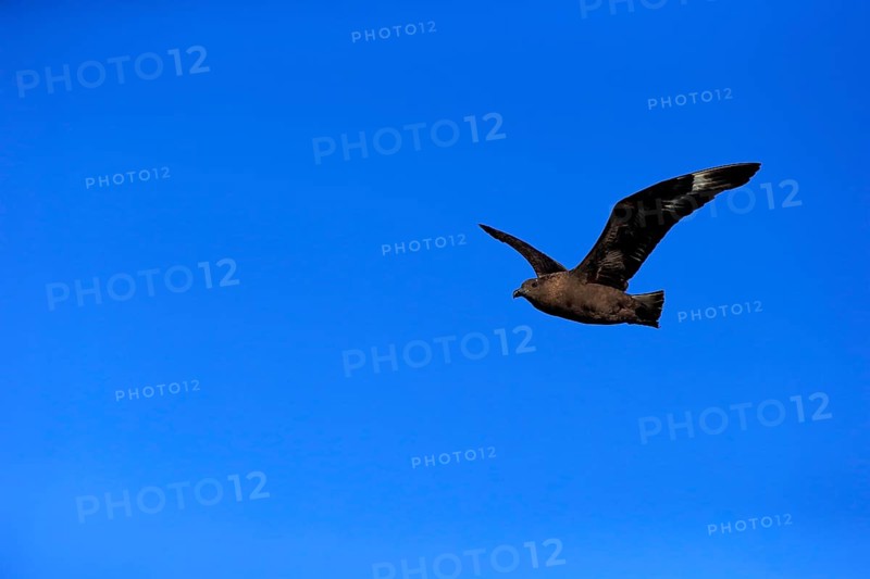 Subantarctic Skua or Brown Skua (Stercorarius antarcticus lonnbergi)