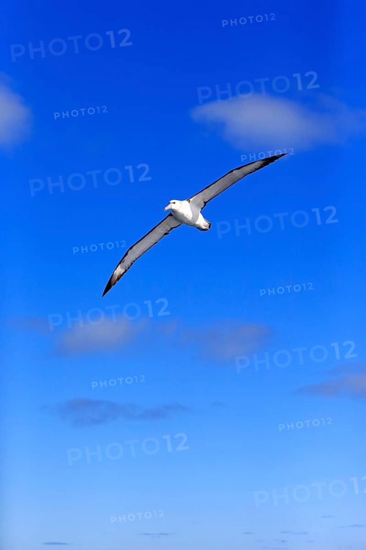 Shy albatross (Thalassarche cauta)
