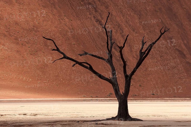 Dead camel thorn tree (Vachellia erioloba)