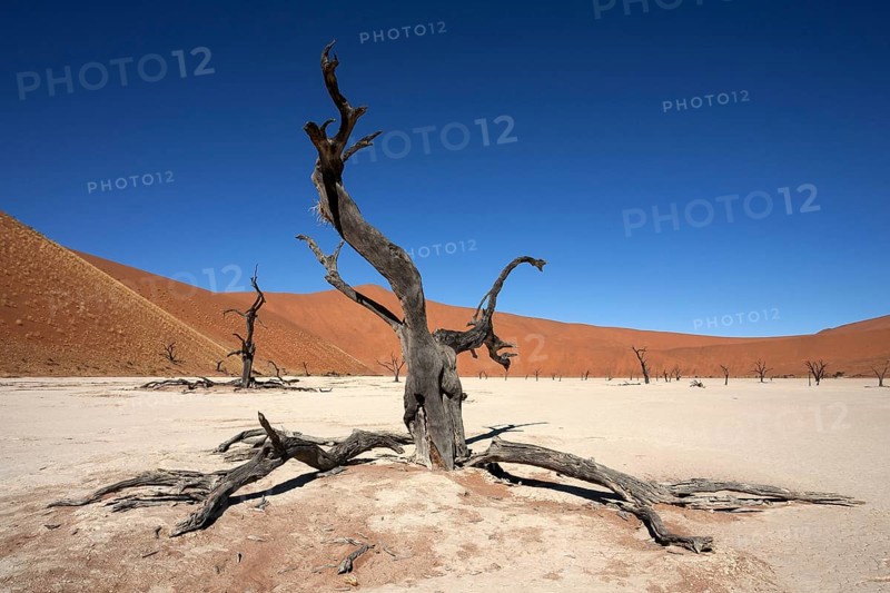 Dead Camel thorn trees (Vachellia erioloba)