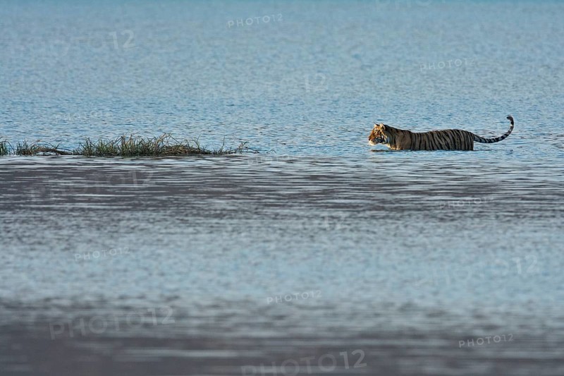 Wild Indian Tiger or Bengal Tiger (Panthera tigris tigris) walking through the blue water of a lake in Ranthambhore National Park