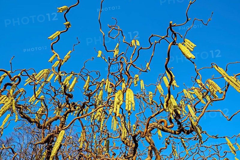 Corkscrew Hazel (Corylus avellana contorta)