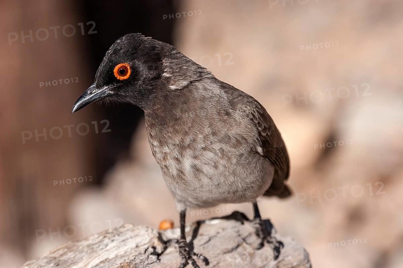 African red-eyed bulbul (Pycnonotus nigricans)