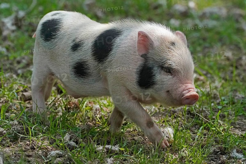 Mini pig Piglet