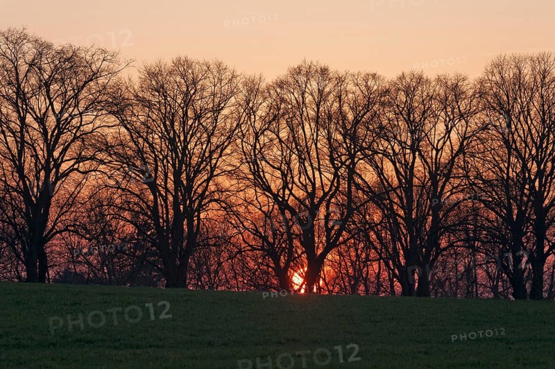 Sunset against an avenue of large-leaved linden trees (Tilia platyphyllos)