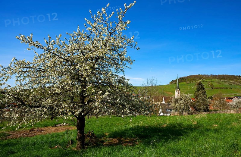 Blossoming cherry tree