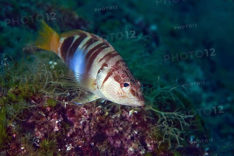 Painted comber (Serranus scriba)