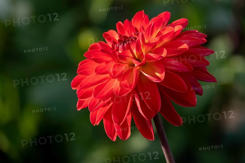 GardenDahlia (Dahlia)