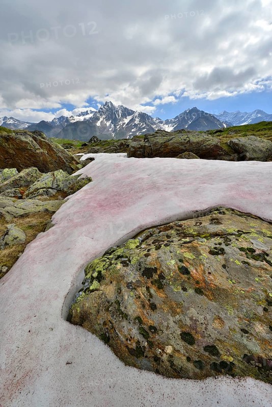 Snow Alga or Snow Algae (Chlamydomonas nivalis)