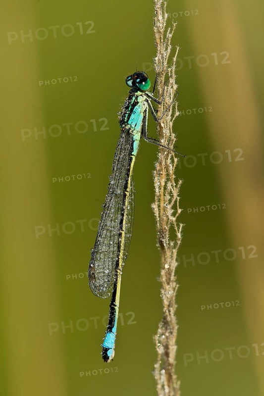 Blue-tailed Damselfly (Ischnura elegans)