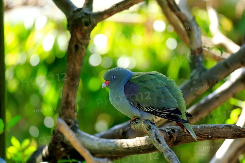 African Green Pigeon (Treron calva)