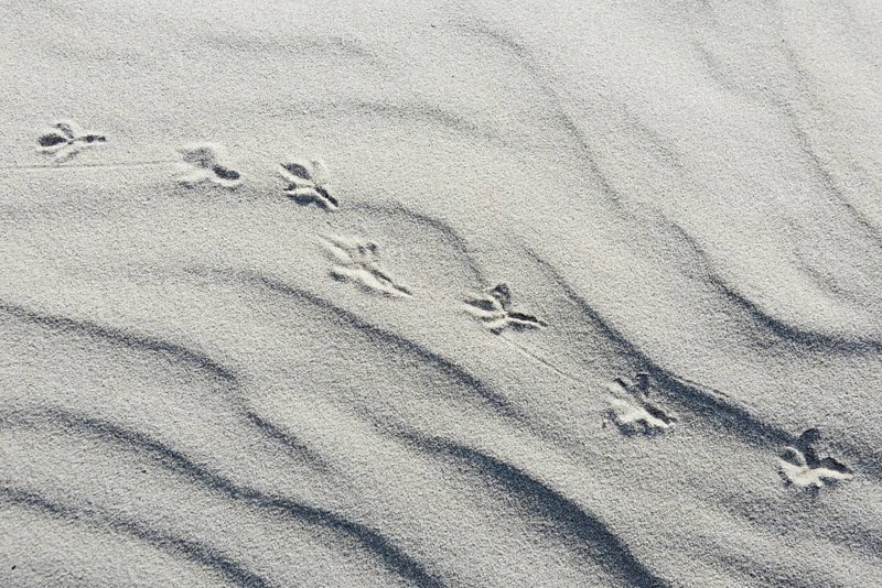 Dune with bird tracks