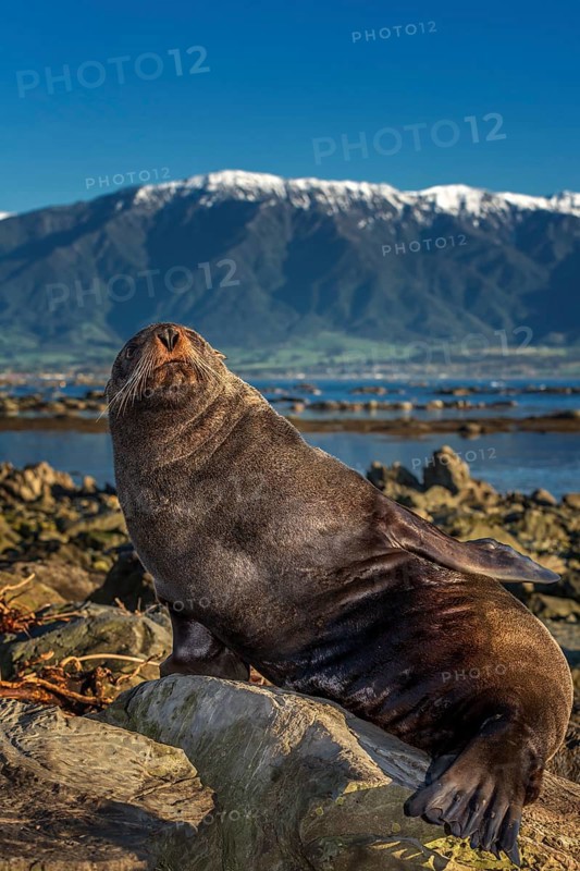 Southern Fur Seal (Arctocephalus forsteri)