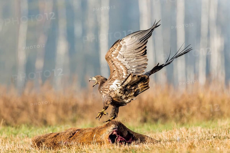 Young Eagle (Haliaeetus albicilla)