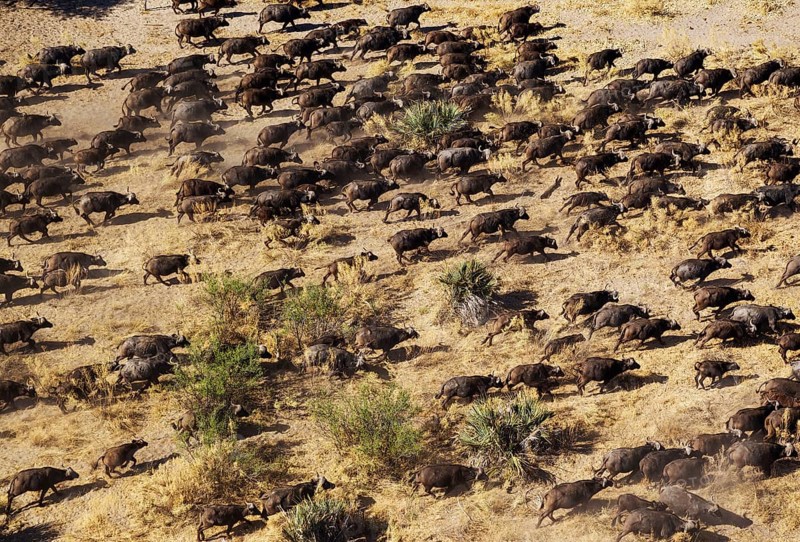 Cape Buffaloes (Syncerus caffer caffer)