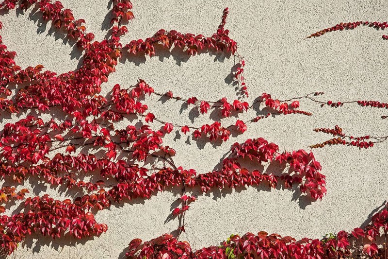 Japanese Creeper