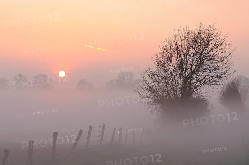 Sunrise with trees and fog