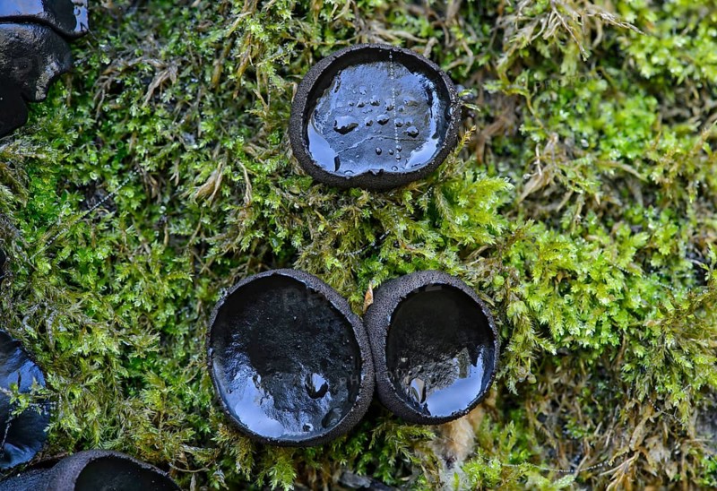 Black Bulgar (Bulgaria inquinans)