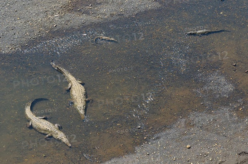 American Crocodiles (Crocodylus acutus) in the Rio Grande de Tarcoles